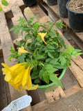 Yellow Tacoma Sun Trumpet Live Plant in 6" Pot - Tecoma stans, Bright Yellow Blooms, Garden & Landscape Plant