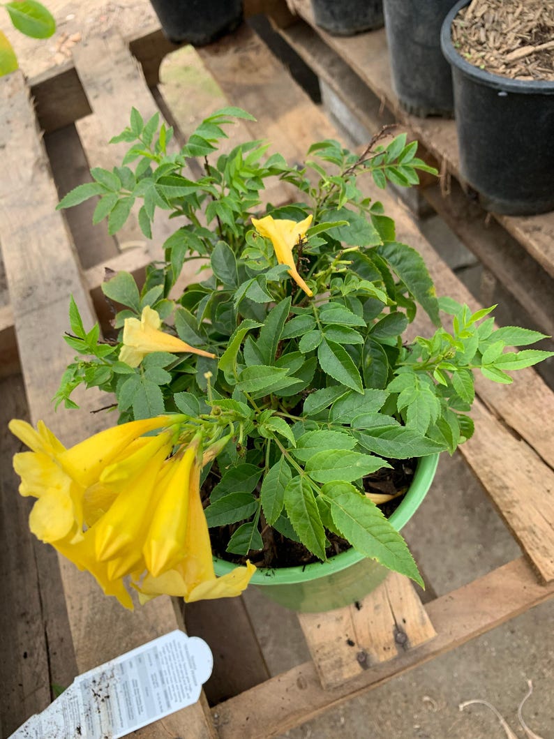 Yellow Tacoma Sun Trumpet Live Plant in 6" Pot - Tecoma stans, Bright Yellow Blooms, Garden & Landscape Plant