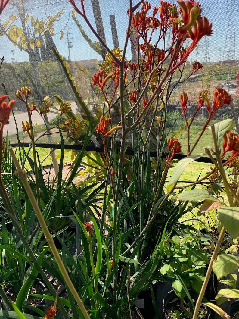 Anigozanthos Velvet Amber Live Plant in 1-Gallon Pot – Kangaroo Paw with Vibrant Orange and Yellow Flowers