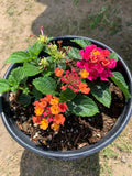 Lantana Cherry Sunrise Live Plant in 1-Gallon Pot, Vibrant Yellow & Orange Flowers, Lantana camara, Butterfly Attracting