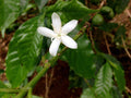 Arabica Coffee Plant - 4" Pot with Glossy Green Foliage, Jasmine Flowers, Coffea arabica, Indoor/Outdoor Houseplant