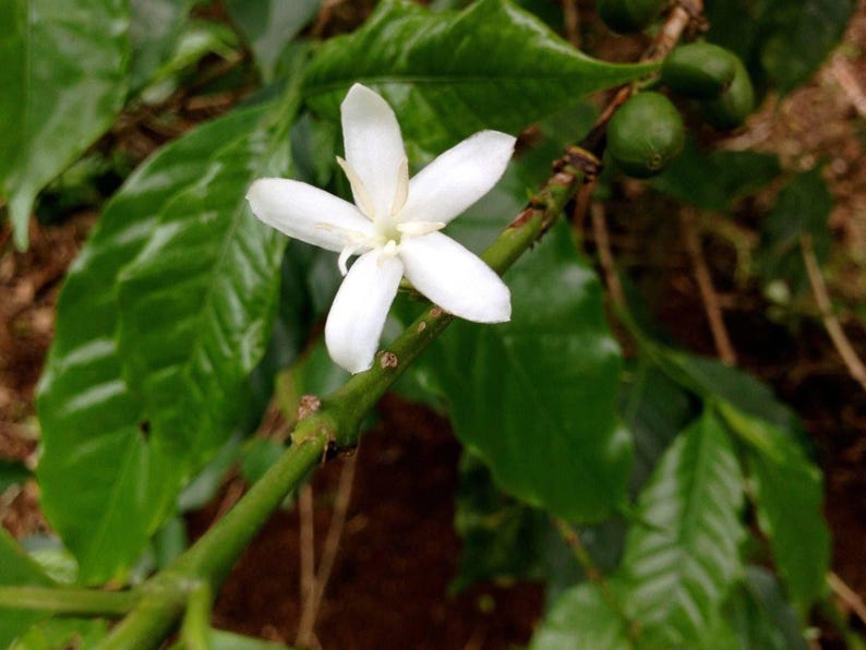 Arabica Coffee Plant - 4" Pot with Glossy Green Foliage, Jasmine Flowers, Coffea arabica, Indoor/Outdoor Houseplant
