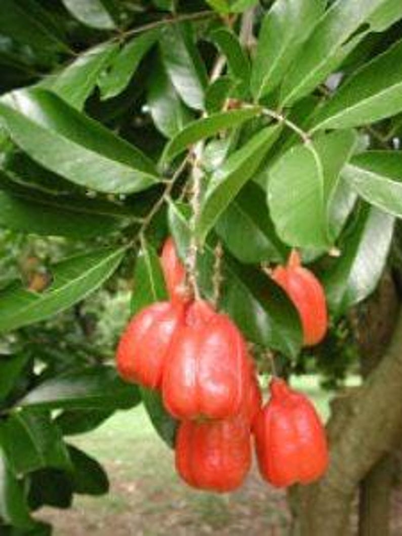 Akee Tree in 3-Gallon Pot | Fast-Growing Evergreen Blighia sapida with Nutty Fruit