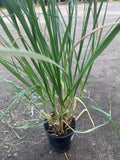 Pampas Grass Live Plant in 6" Pot - Cortaderia Selloana - 2 Feet Tall Ornamental Grass for Garden & Landscape