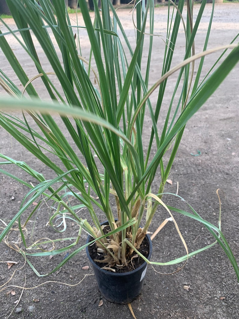 Pampas Grass Live Plant in 6" Pot - Cortaderia Selloana - 2 Feet Tall Ornamental Grass for Garden & Landscape