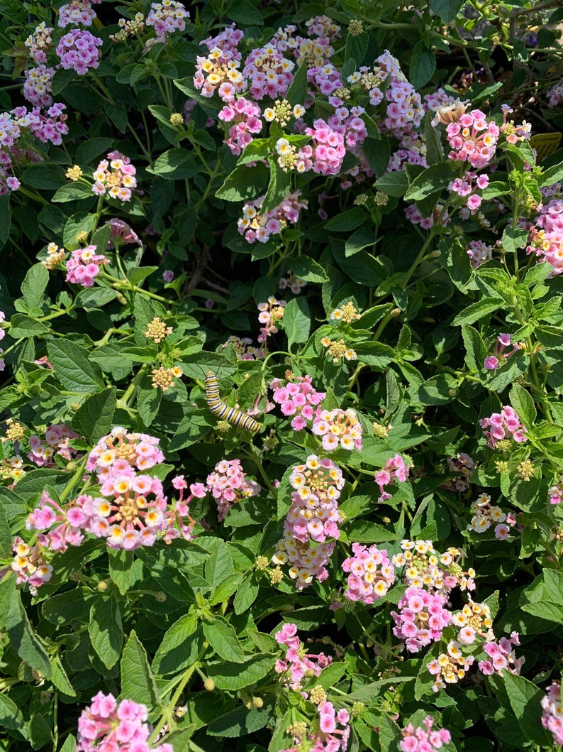 Lantana Plant in 1 Gallon Pot - Old Fashion Pink Variety - Sun-Loving Perennial - Lantana camara