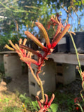 Kangaroo Paw Plant - Anigozanthos Regal Velvet - Medium Size, Ink Spot Resistant, Velvet Range Series