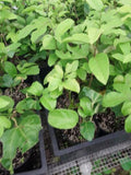 Yellow Passion Fruit Starter Plant in 3" Pot - Passiflora edulis f. flavicarpa Vine for Garden & Patio
