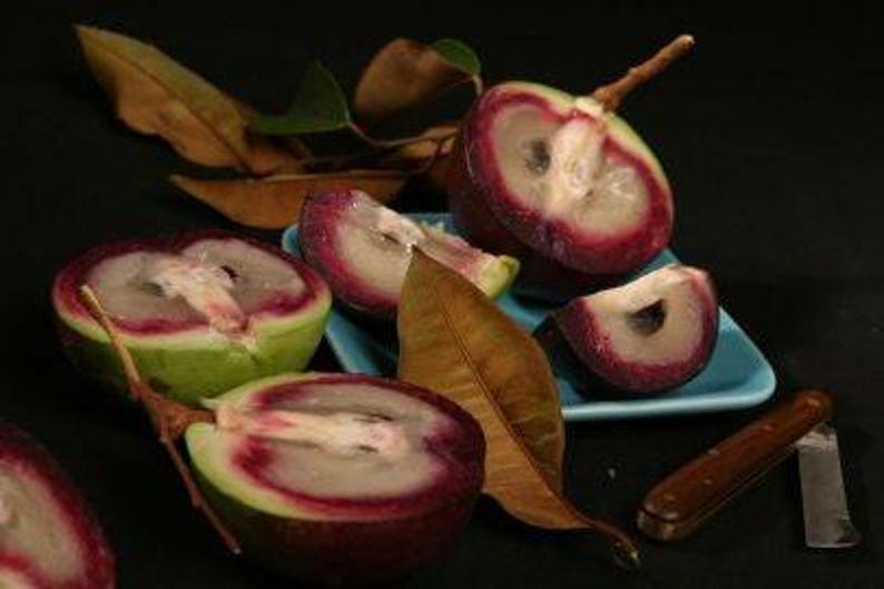 Caimito Plant Seedling in 6" Pot - Chrysophyllum cainito - Purple & Green Tropical Fruit Tree for Garden or Indoor