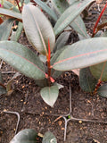 Ficus elastica 'Burgundy' Starter Plant – 4" Pot, Indoor Rubber Plant, Easy Care Foliage, Air-Purifying Houseplant