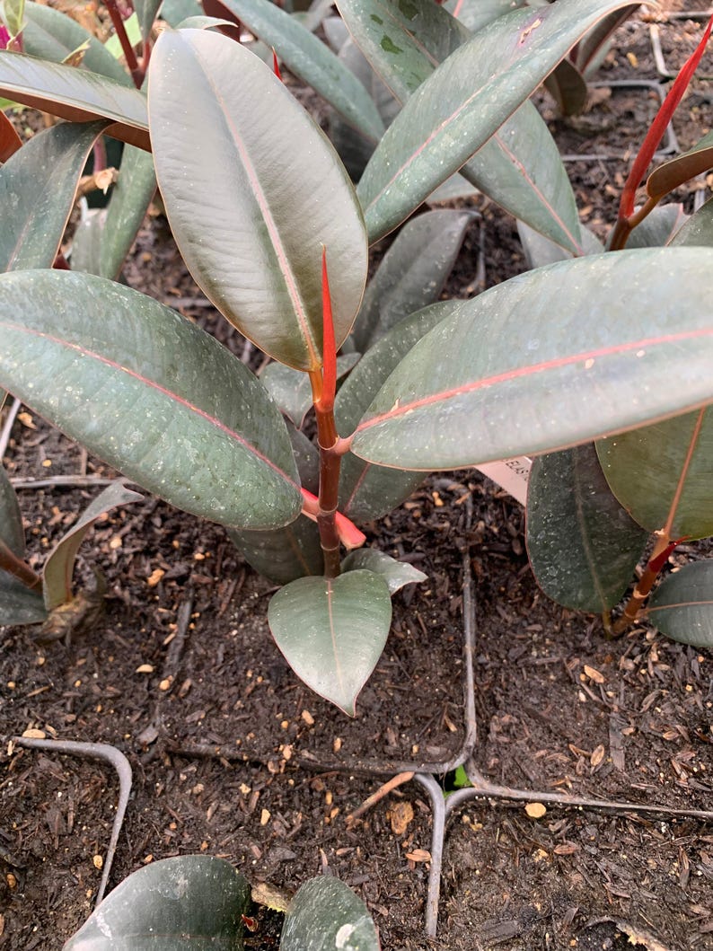 Ficus elastica 'Burgundy' Starter Plant – 4" Pot, Indoor Rubber Plant, Easy Care Foliage, Air-Purifying Houseplant