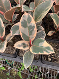Ficus elastica ‘Tineke’ Variegated Rubber Plant Starter in 4” Pot - Easy Care Indoor Houseplant