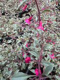 Variegated Fuchsia Plant 6” Pot | Fuchsia thymifolia ‘Varigate’ Live Indoor Outdoor Garden Plant