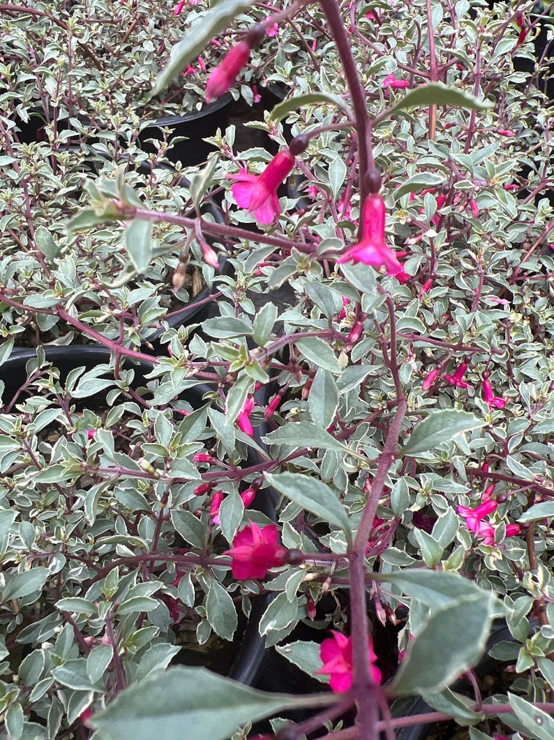 Variegated Fuchsia Plant 6” Pot | Fuchsia thymifolia ‘Varigate’ Live Indoor Outdoor Garden Plant
