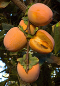 Chocolate Persimmon Tree Grafted 2-3 Feet Tall Diospyros digyna Fruit Tree