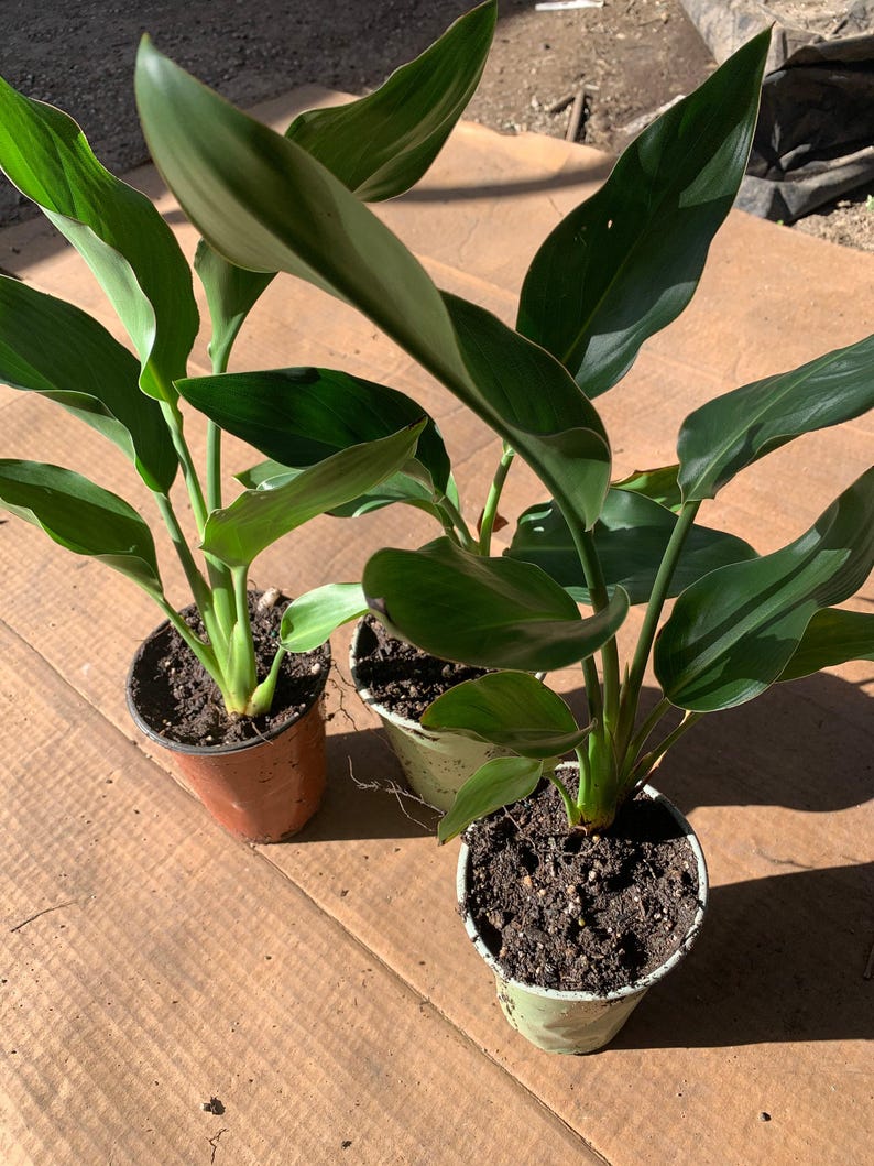 Bird of Paradise Plant 6" Cup Live Strelitzia regina Tropical Indoor Houseplant