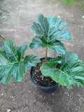 Bear's Breeches Live Plant in 6" Pot – Acanthus mollis, Hardy Perennial for Gardens & Landscaping