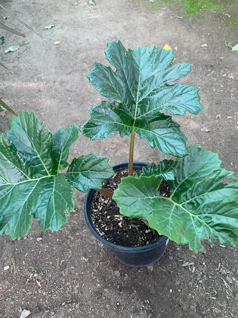 Bear's Breeches Live Plant in 6" Pot – Acanthus mollis, Hardy Perennial for Gardens & Landscaping