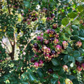 Blueberry Guava Plant in 6" Pot | Luma Apiculata Evergreen Shrub with Fragrant Flowers & Dark Purple Fruits