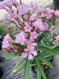 Nerium Oleander Live Plant in 6" Pot – Petite Pink Flowering Evergreen Shrub for Full Sun Gardens