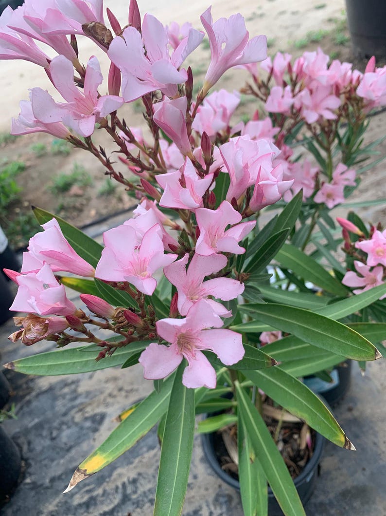 Nerium Oleander Live Plant in 6" Pot – Petite Pink Flowering Evergreen Shrub for Full Sun Gardens