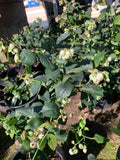 Live Blueberry Plant in 1-Gallon Pot, Vaccinium corymbosum 'Biloxi', Southern Highbush Blueberry with Flowers