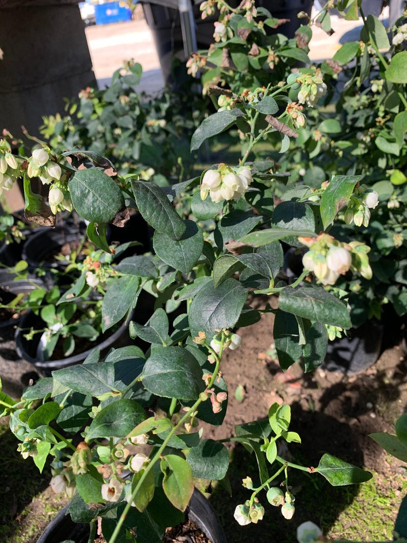 Live Blueberry Plant in 1-Gallon Pot, Vaccinium corymbosum 'Biloxi', Southern Highbush Blueberry with Flowers