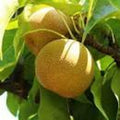 Shinseiki Asian Pear Tree - 3 Gallon Pot - Medium to Large Yellow Fruit - Pyrus pyrifolia - Fruit Tree for Garden or Backyard