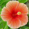 Florida Sunset Hibiscus Live Plant in 1-Gallon Pot | Pink Flowers with Peach Edges | Hibiscus rosa-sinensis