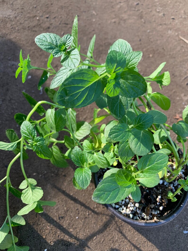 Peppermint Live Plant in 3” Pot - Mentha × piperita - Fresh Culinary Herb for Indoor & Outdoor Gardens