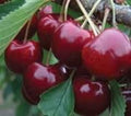 Cherry Tree - 3-Gallon Pot - Lapins Self-Pollinating Sweet Cherry - Prunus avium