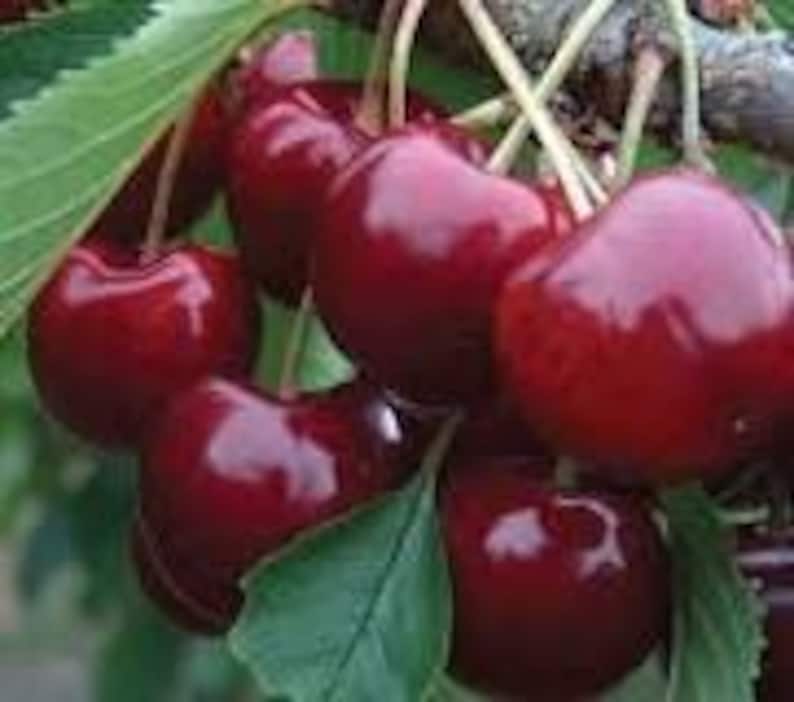 Cherry Tree - 3-Gallon Pot - Lapins Self-Pollinating Sweet Cherry - Prunus avium