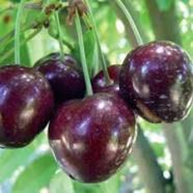Cherry Tree Stella - Self-Fertile Sweet Cherry in Pot, 2-3 Feet Tall, Prunus avium 'Stella' for Small Gardens