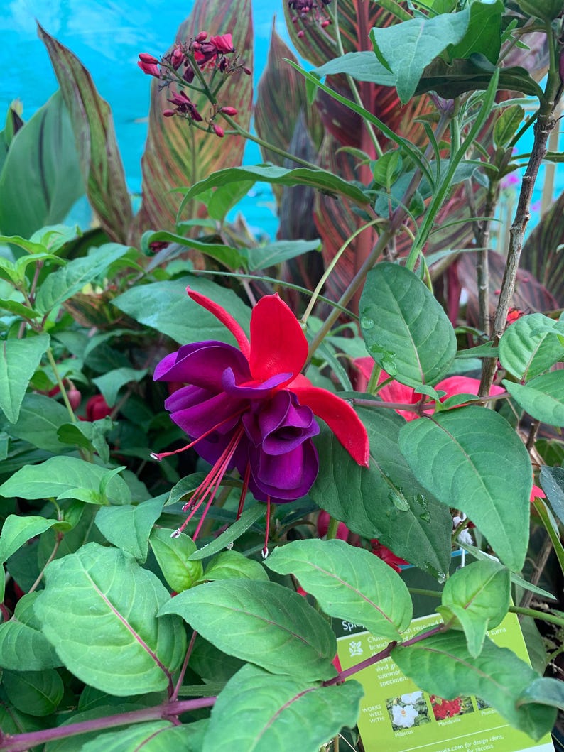 Giant Voodoo Fuchsia Plant in 3 Gal Pot – Compact Bush, Vibrant Fuchsia Fuchsia spp. for Gardens & Landscaping