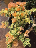 Orange Ice Bougainvillea Plant - 6" Pot, Vibrant Orange Bracts, Bougainvillea spectabilis, Drought-Tolerant Garden Shrub