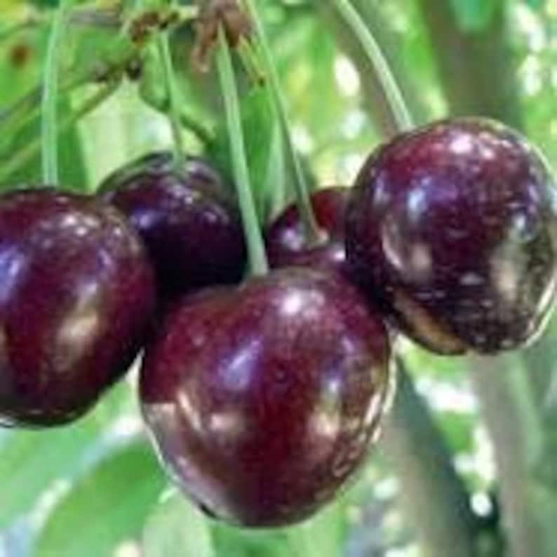 Cherry Tree 'Stella' - 2ft Pot, Self-Fertile Sweet Cherry, Prunus avium, Small Garden Fruit Tree, Juicy Red Cherries