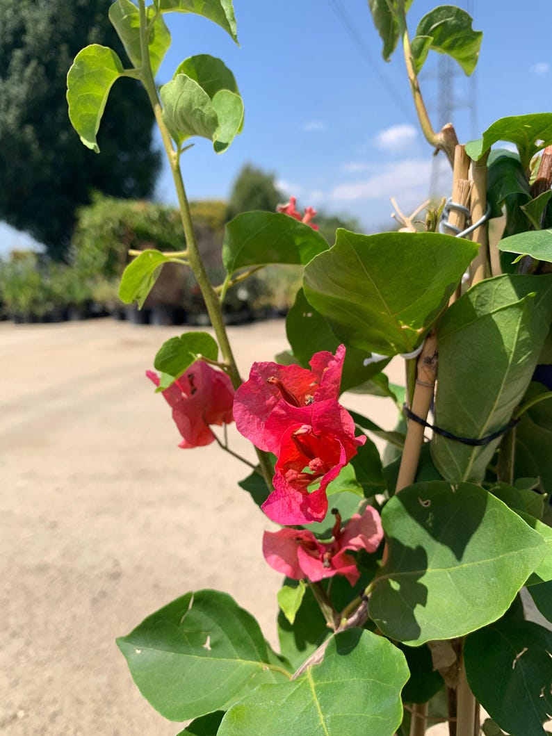 Camarillo Fiesta Bougainvillea Live Plant in 6-Inch Pot, Vibrant Hot Pink to Gold Flower Bracts, Climbing or Trailing Bougainvillea spp.