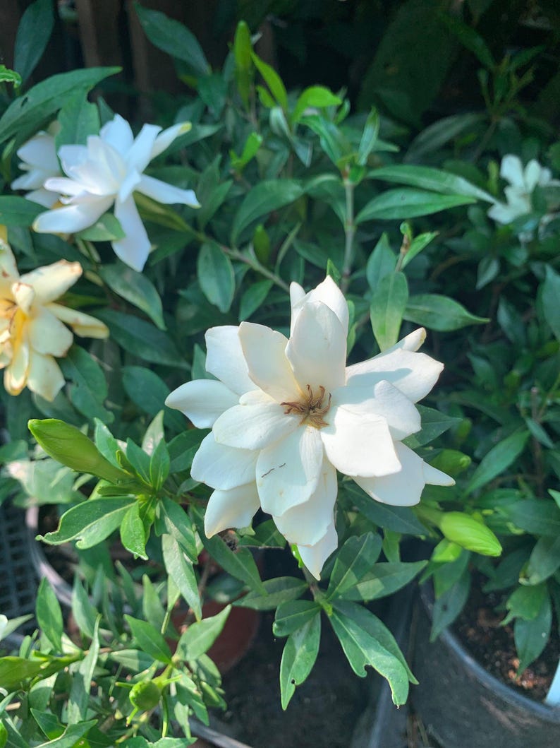 Gardenia Live Plant in 6" Pot – Frost Proof, Fragrant White Flowers, Dark Green Leaves – Gardenia jasminoides