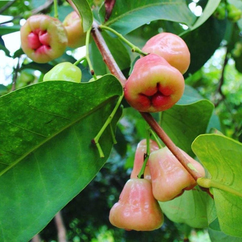 Wax Apple Plant 1-2 Feet Tall in 6-Inch Pot, Syzygium Javanicum, Tropical Fruit Tree for Home Garden