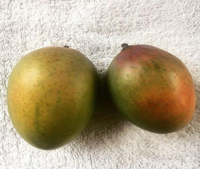 Grafted Sugar Loaf Mango Tree - 1ft Live Plant in 6" Pot - Mangifera indica - Tropical Fruit Tree for Garden or Patio