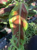 Blood Banana Live Plant 1-1.5 ft - Exotic Blue-Green Mottled Leaves - Musa acuminata 'Blood Banana' in 6” Pot