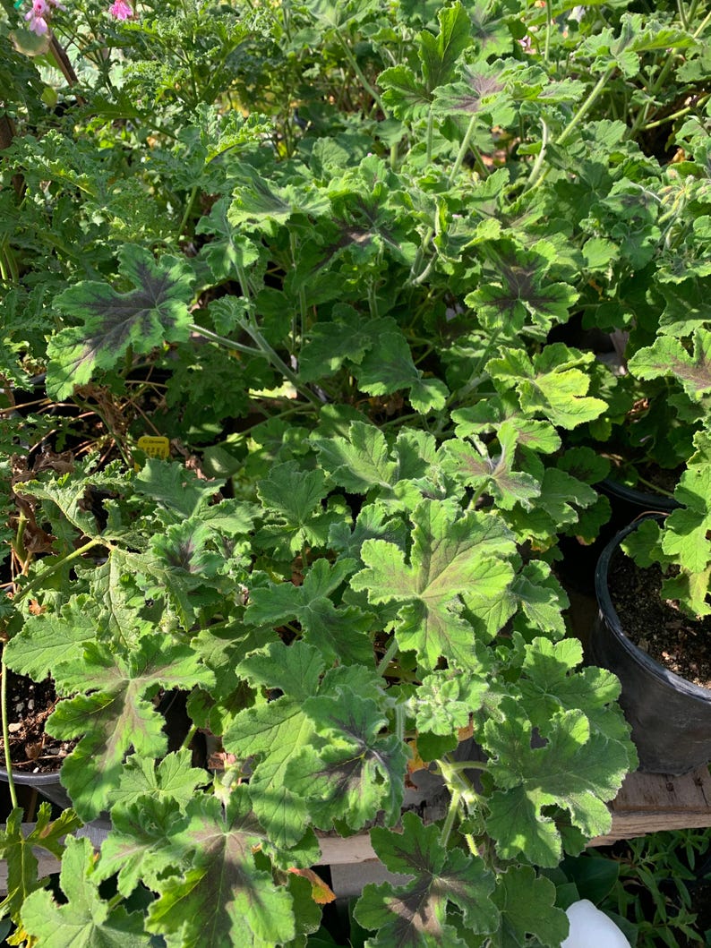 Chocolate Mint Geranium Plant in 1 Gallon Pot, Pelargonium x hortorum, Fragrant Brown Blotched Foliage