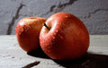 Fuji Apple Tree - 3-Gallon Pot - Low Chill, Sweet & Crisp Malus domestica - USDA Zones 4-9