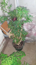 Ming Aralia Plant in 6" Pot - Polyscias fruticosa - Indoor/Outdoor Live Bonsai Tree