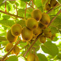 Vincent Kiwi Live Plant in 6” Pot – Actinidia deliciosa ‘Vincent’ – Vigorous Female Climbing Vine for Milder Climates
