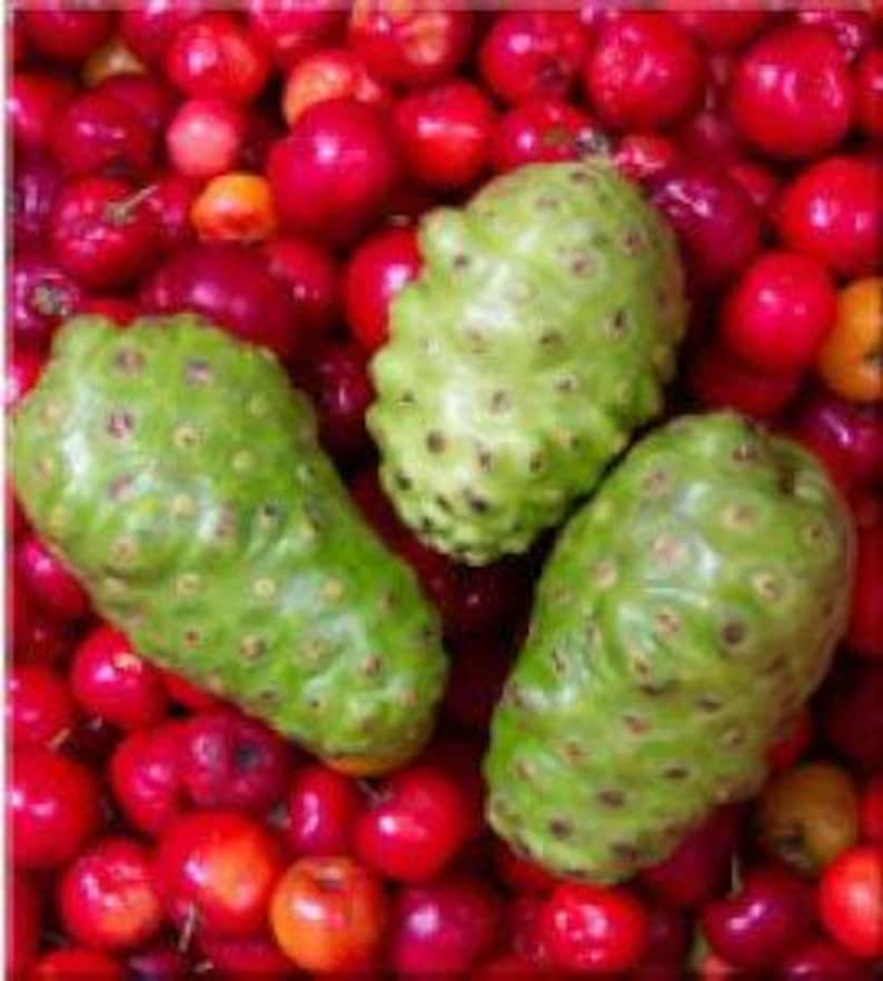 Noni Plant 3-Gallon Pot Morinda citrifolia Tropical Fruit Tree for Health Benefits, Indoor & Outdoor