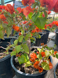 Fire Opal Bougainvillea Bonsai - 1ft Tall in 1-Gallon Pot - Bougainvillea glabra - Bright Sun, Drought Tolerant