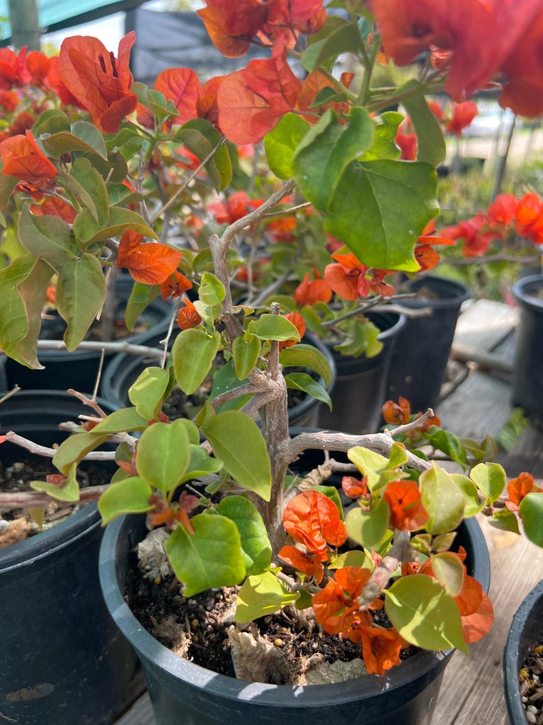 Fire Opal Bougainvillea Bonsai - 1ft Tall in 1-Gallon Pot - Bougainvillea glabra - Bright Sun, Drought Tolerant