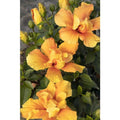 Hibiscus Live Plant 1-Gallon Crown of Bohemia Hibiscus syriacus Flowering Shrub for Garden or Container