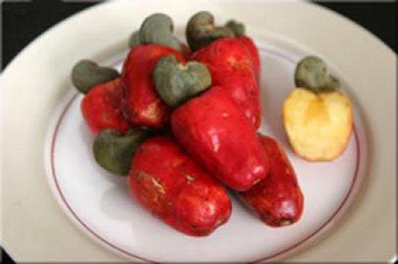 Cashew Tree Plant in 3-Gallon Pot, Anacardium occidentale, Nut & Fruit Tree, Fast Growing, Sweet Cashew Apples